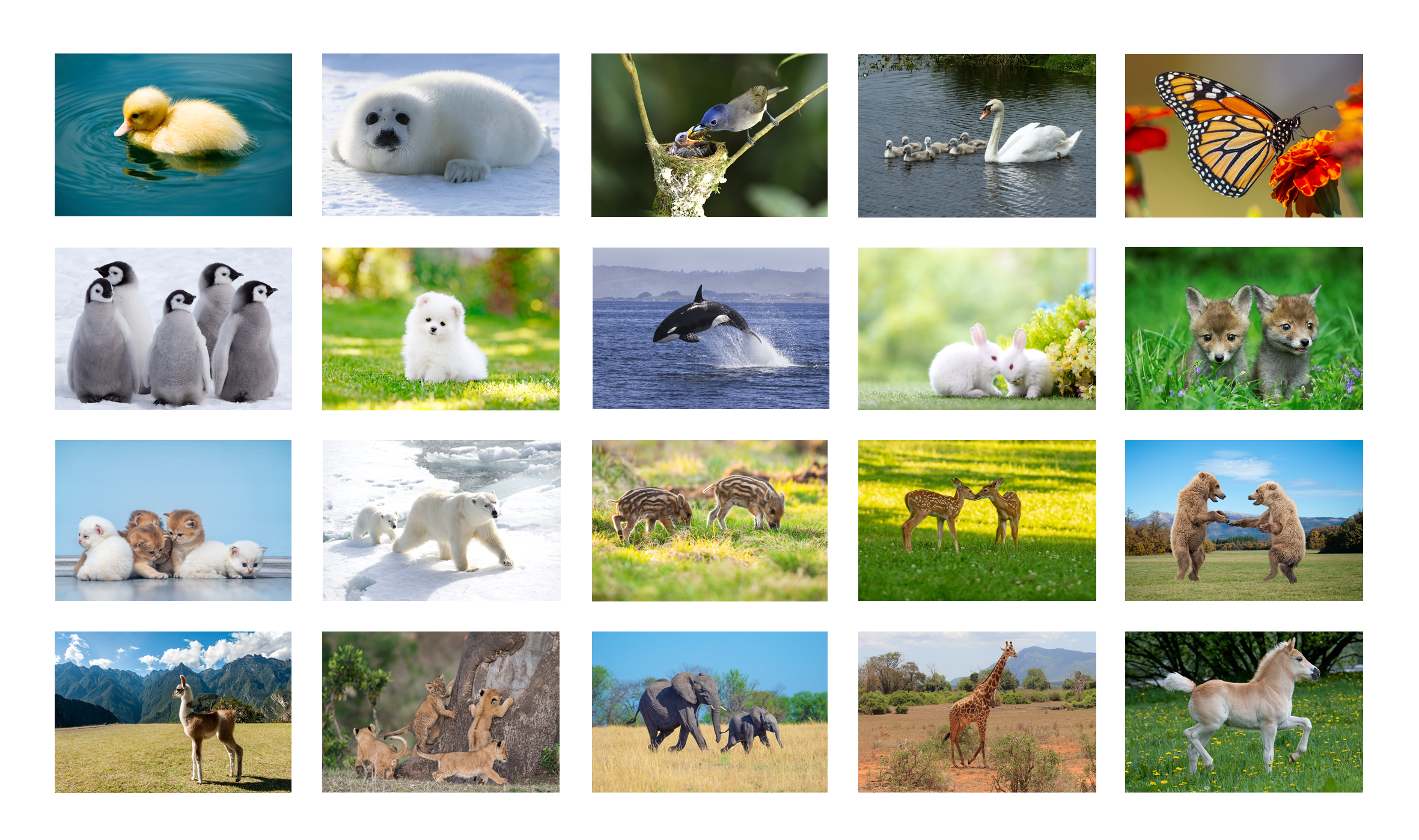 20 animals.png